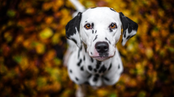 dog, Dalmatian