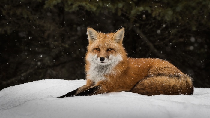 snow, winter, fox