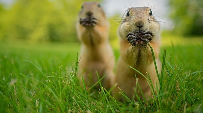 nature, animals, prairie dog, grass