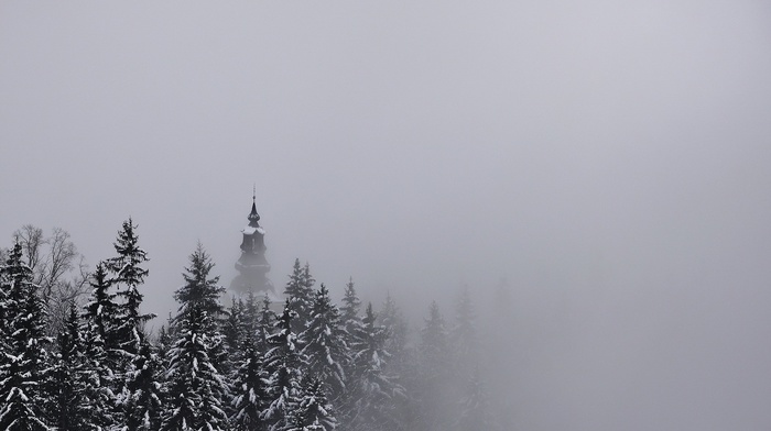 pine trees, snow