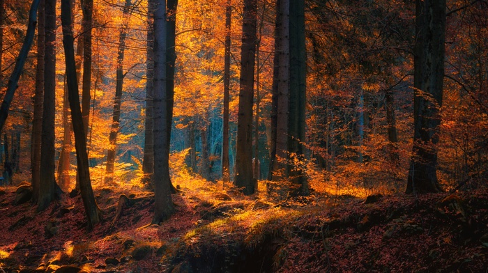 trees, forest