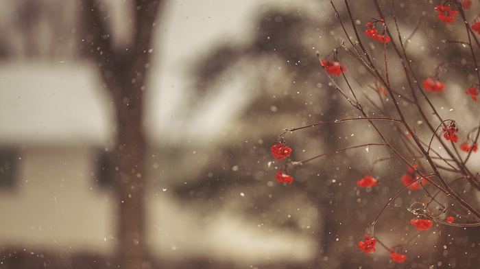 trees, snow