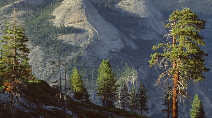 Yosemite National Park, landscape, nature, forest, pine trees, sunlight, mountain