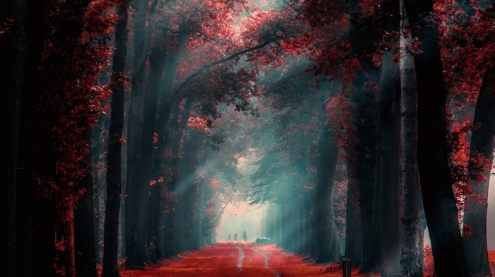 nature, leaves, red, landscape, sunlight, morning, mist, fall, trees, path, people