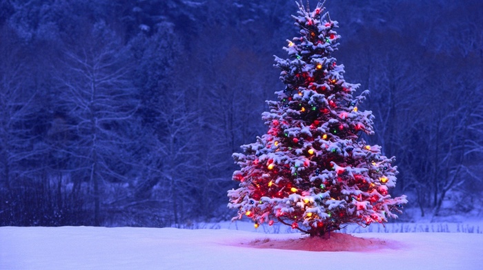 Christmas, Christmas tree