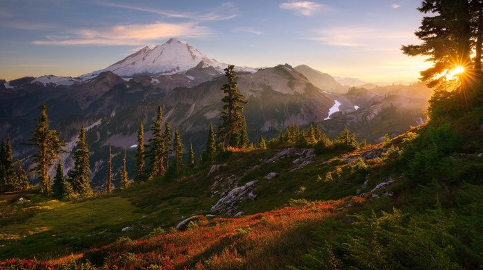 pine trees, landscape