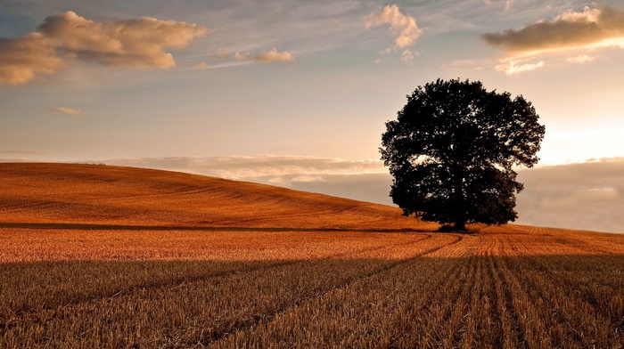 landscape, field, trees