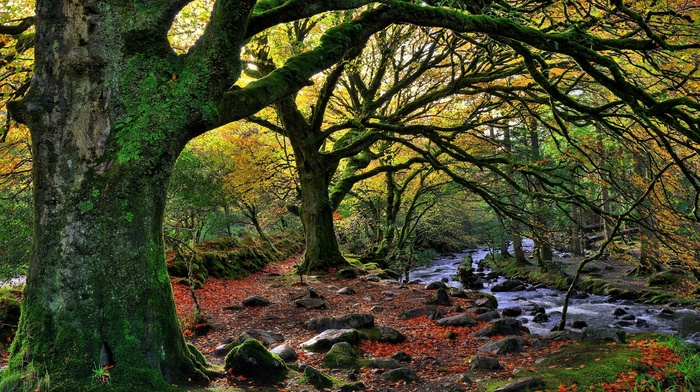 forest, stream, leaves, fall, rock, moss, stones, trees, national park, water, Ireland, branch, nature