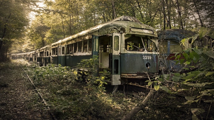 branch, nature, rail yard, trees, broken, tram, rust, forest, wreck, scrap, abandoned, vehicle, railway, old, leaves