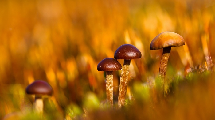 mushroom, macro