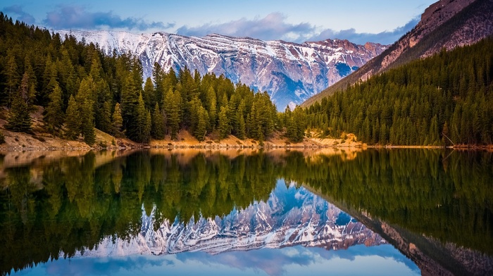 landscape, pine trees, lake