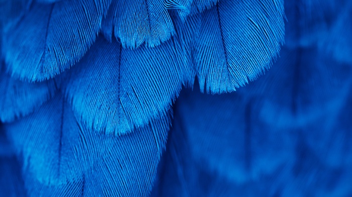 blue, macro, feathers