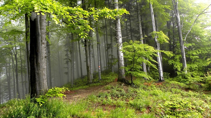 forest, trees, nature