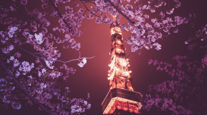 night, flowers, Tokyo Tower, Japan, Tokyo