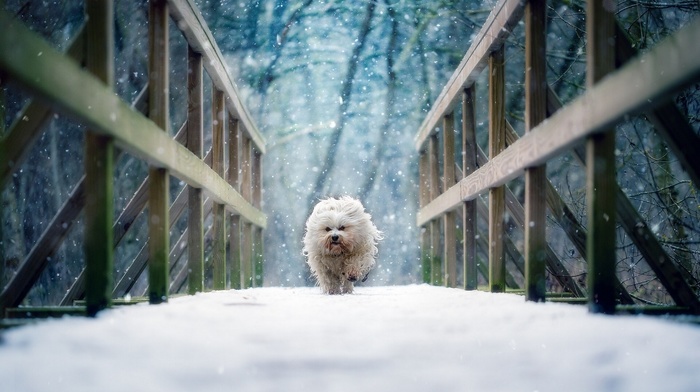 snow, running, dog