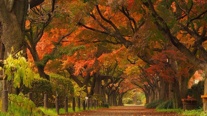 trees, Japan, tunnel, landscape, park, road, nature, street, maple leaves
