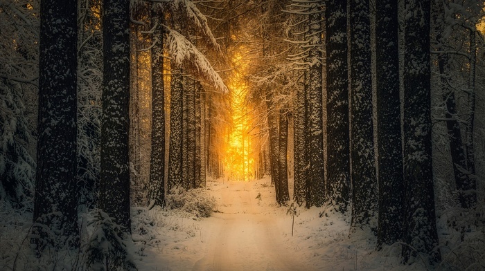 snow, nature, landscape, morning, Finland, trees, sunlight, sunrise, winter, path, forest