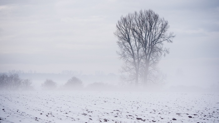 landscape, snow, trees, winter