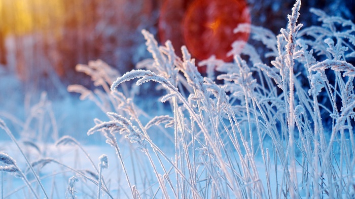 flowers, winter, nature, snow