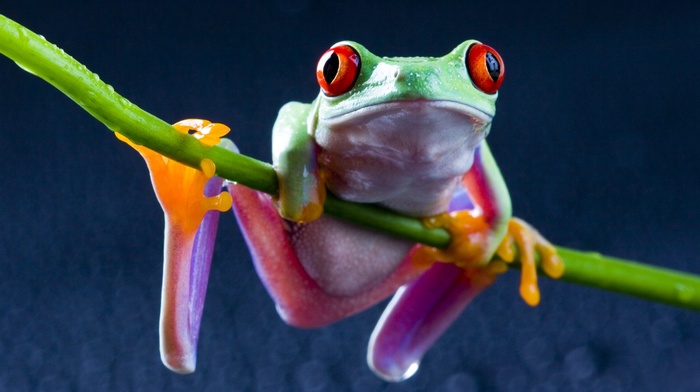 red, Eyed Tree Frogs, frog