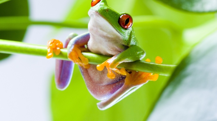 red, Eyed Tree Frogs, frog