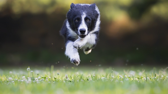 dog, Border Collie, jumping