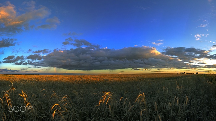 landscape, field, sky, nature