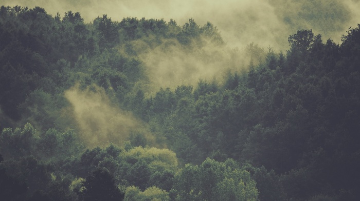 mist, nature, trees