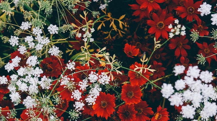 red flowers, flowers