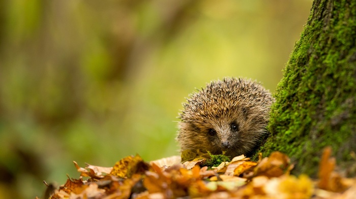leaves, moss, hedgehog, depth of field, animals, nature, fall, trees, closeup, branch
