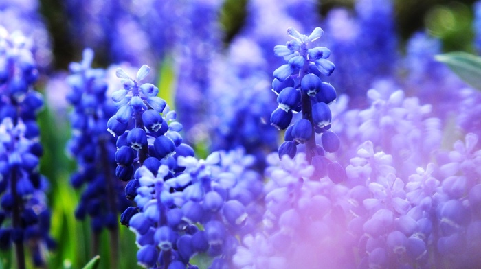 macro, nature, flowers, blue, closeup