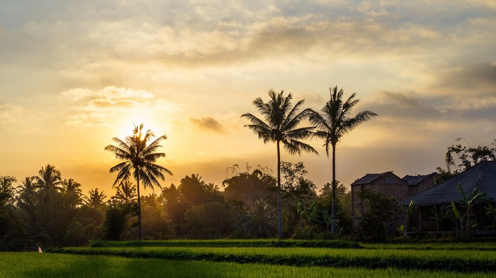 landscape, palm trees