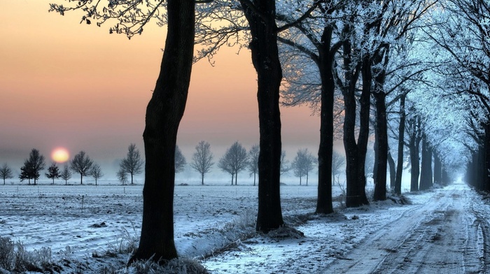 winter, trees