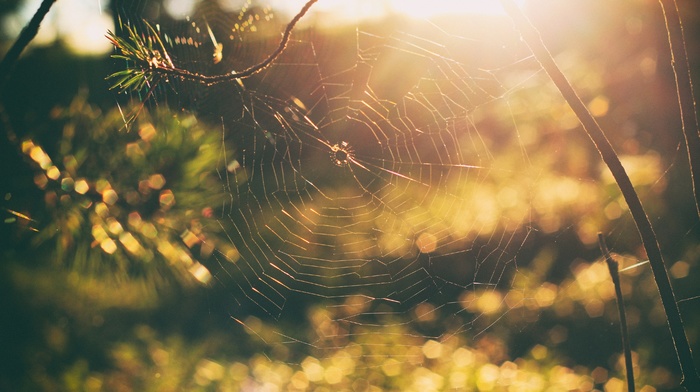 bokeh, trees, spiderwebs, forest, sunset, nature