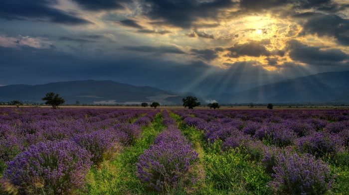 trees, Bulgaria, flowers, lavender, field, hill, landscape, clouds, sun rays, nature