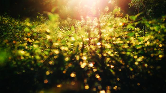 nature, sunset, forest, depth of field, Life, bokeh