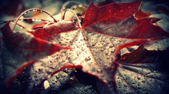 fall, leaves