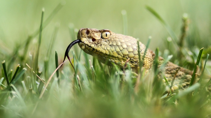 grass, snake