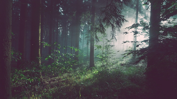 forest