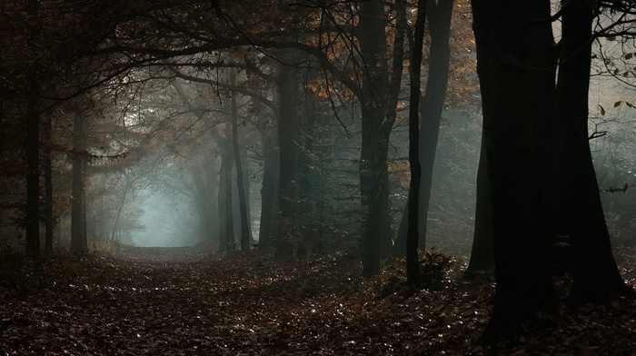 daylight, atmosphere, leaves, morning, fall, nature, landscape, trees, path, forest, mist