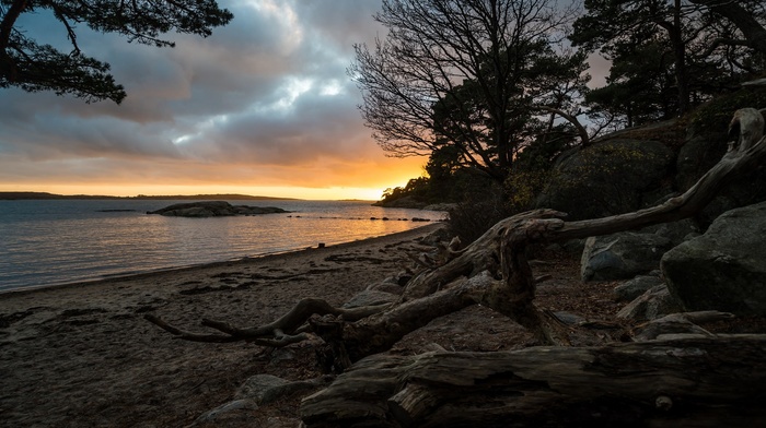 sunset, trees, landscape