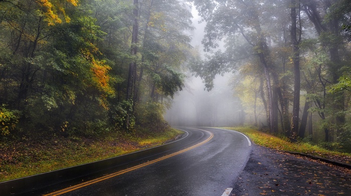 landscape, mist, road