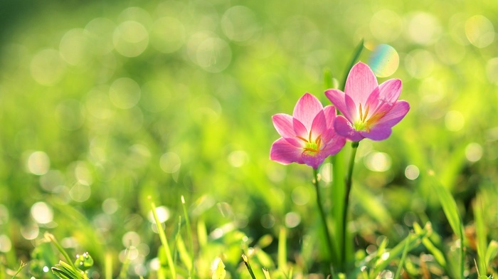 plants, flowers