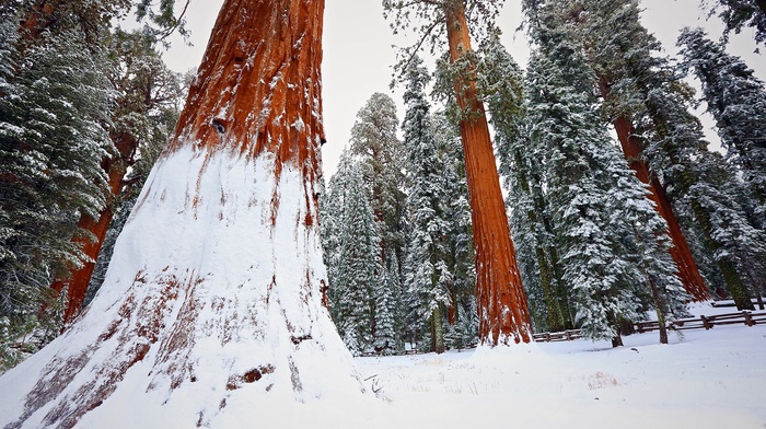 winter, redwood, trees, snow, nature, forest