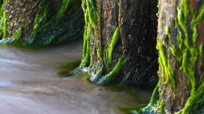 water, trees