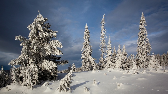 winter, nature, snow, trees, landscape