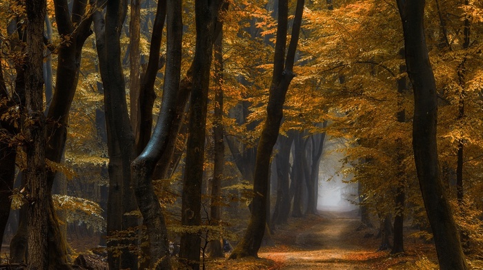 fall, forest, daylight, trees, yellow, leaves, mist, morning, path, nature, landscape