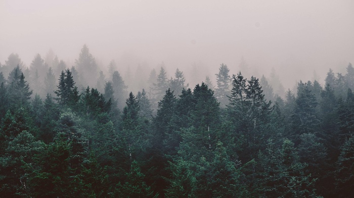 forest, nature