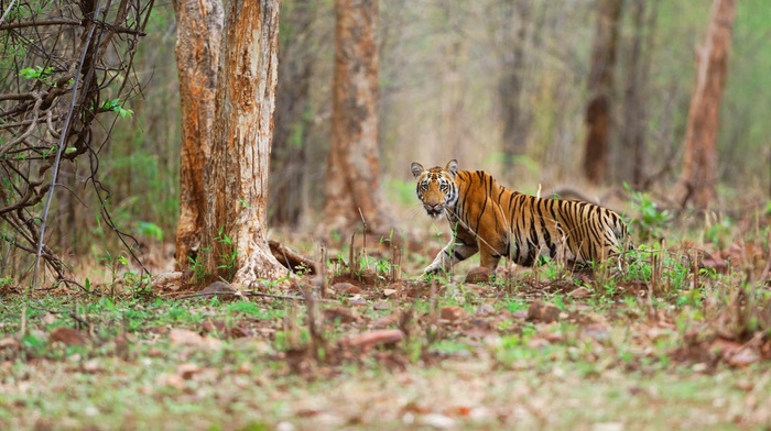 nature, big cats, animals, tiger