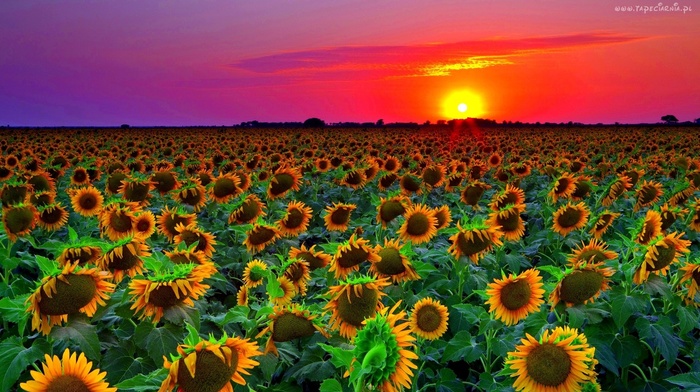 nature